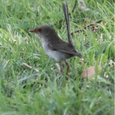 female wren
