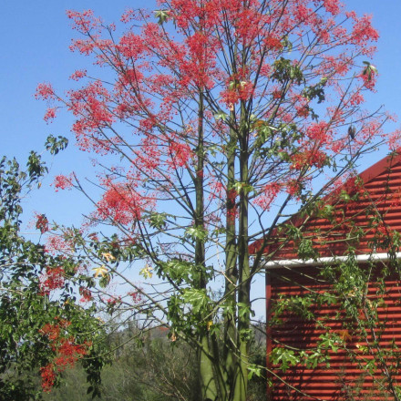 flame-tree-sml