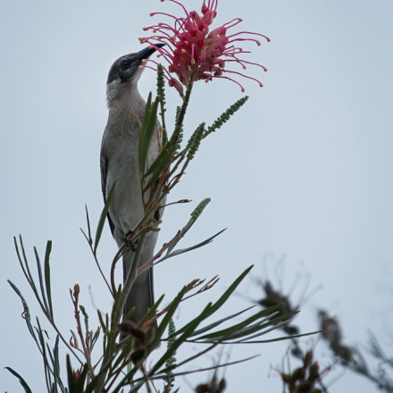 little friar bird