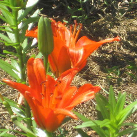orange-lillies-sml
