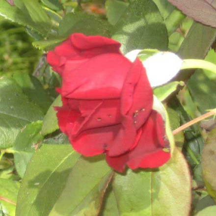 red-rose-sml
