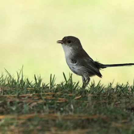 wren