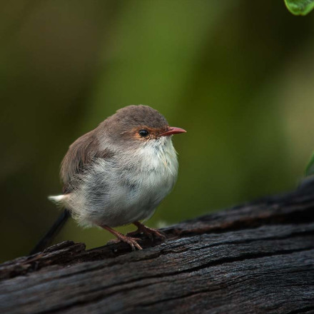 wren2