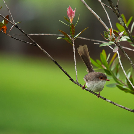 wren3