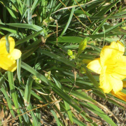 yellow-flowers-sml